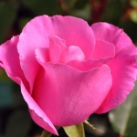 The Mc.Cartney Rose (Зэ Маккартни Роуз)